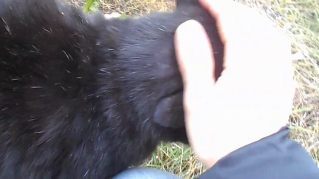 На нашей всей планете Нет того кота важней1:) Котофей Кузьма Дружелюбный. смотреть онлайн