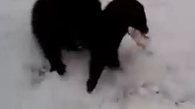 Норка Маня отжимает рыбу у рыбаков на зимней рыбалке часть 2 смотреть онлайн