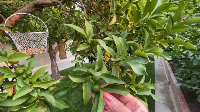 ? Райский САД ? вся экзотика в одном месте Путешествие с НАТАШЕЙ San Jose California USA 07.10.202 смотреть онлайн