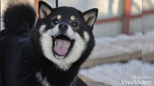 Я куплю сбе сиба ину