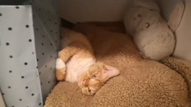 Baby kitten doing baby stuff смотреть онлайн