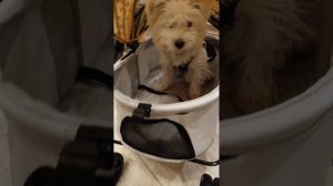 Обзор коляска для собак