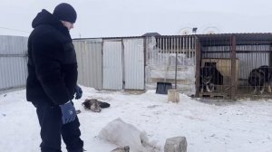 Кавказские овчарки Рута и Гризли кушают телят