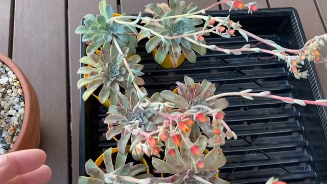 Succulent Talk - Echeveria Fantastic Fountain смотреть онлайн