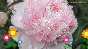 Пион многоцветковый. Краткий обзор, описание характеристик paeonia lactiflora Чингиз Хан