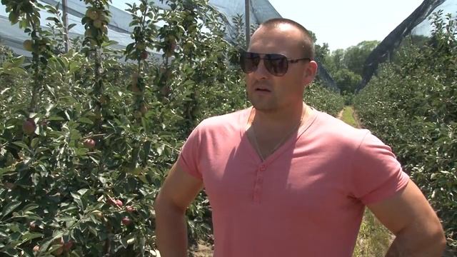 В Крымском районе в садах суперинтенсивного типа началась уборка урожая смотреть онлайн