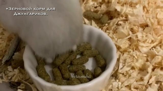 ЧЕМ Кормить Джунгарского Хомяка???{что можно и нельзя Джуни} яХрумка
