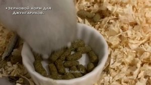 ЧЕМ Кормить Джунгарского Хомяка???{что можно и нельзя Джуни} яХрумка