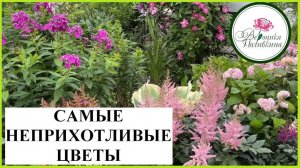 САМЫЕ НЕПРИХОТЛИВЫЕ ЦВЕТЫ ДЛЯ САДА