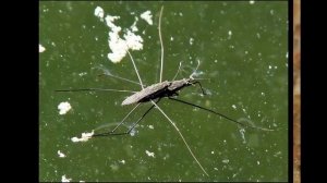 Виды клопов