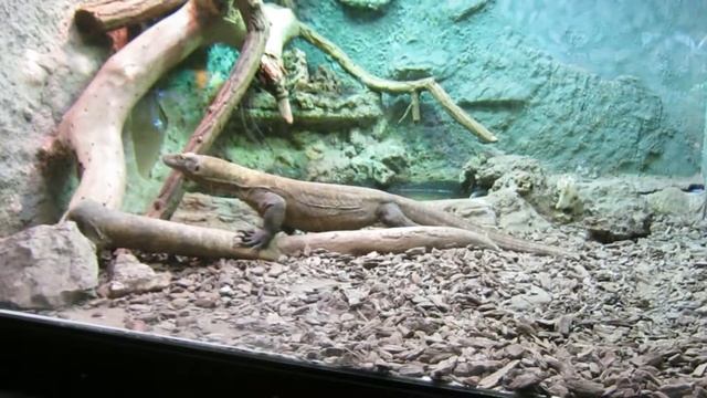 Барселонский зоопарк смотреть онлайн