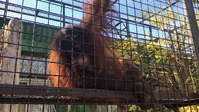 Орангутан Дана большая озорница! Orangutan Dana is a big mischief! смотреть онлайн