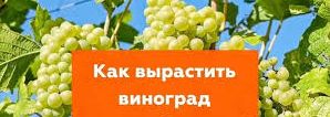 Как вырастить виноград.