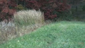 5 ДИНОЗАВРОВ СНЯТЫХ НА ВИДЕО Динозавры Которых Удалось Заснять На Камеру