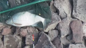 Сыдинский залив. Лещ атакует.