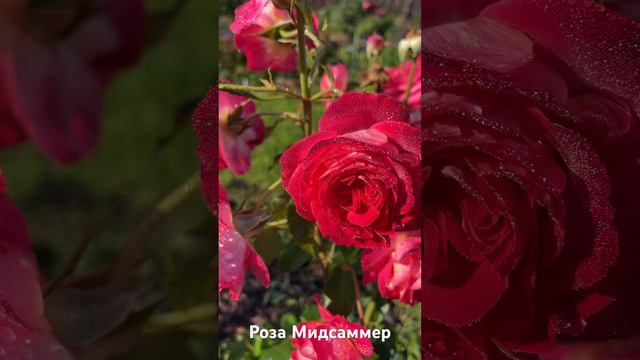 Роза Мидсаммер/ rose Midsummer #розарий #садоводство #розы #цветы #roses #сад