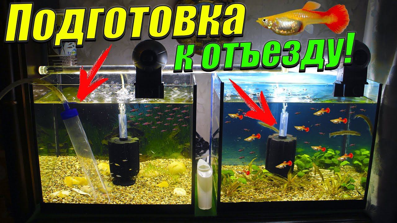 Подготовка рыборазводни к отъезду! [Подготовил аквариумы к отъезду и покормил рыбок сухим кормом!]
