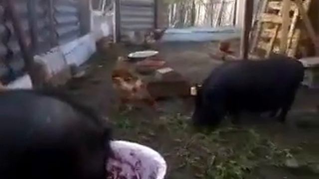 Мои Вьетнамские поросята . Видио обзор. смотреть онлайн