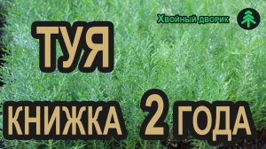 Сеянцы туи восточной книжки 2-х летка. Саженцы хвойных в питомнике "Хвойный дворик" (осень 2019)