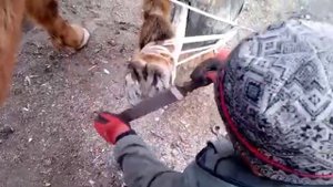 Как подковать коня?!!!