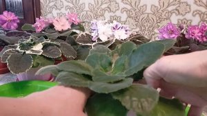 Три способа омоложения фиалки.