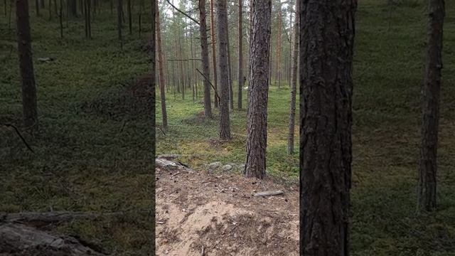 Белая швейцарская овчарка. БШО смотреть онлайн