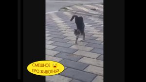 Новые смешные видосики про животных. Со всего света! ??