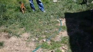 Щенки карело-финской лайки :: купить :: клуб СУОМЕН