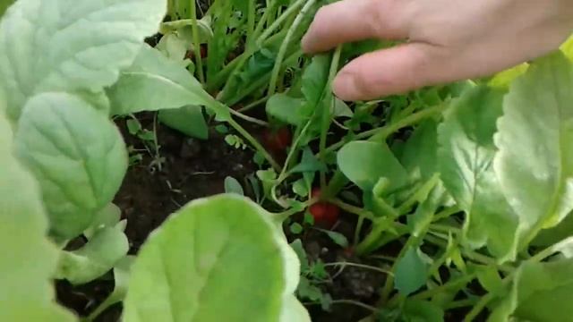 30апреля/подмосковье редиска,щавель,лучок,салат,петрушка...