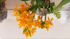 ORQUÍDEAS DENDROBIUM STARDUST e DENDROBIUM LODDIGESII | Dicas de Cultivo para ter essa bela floraçã