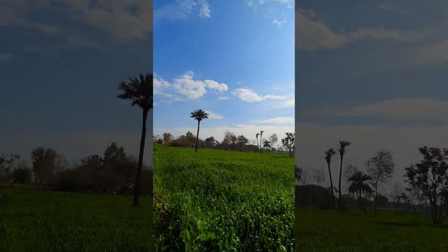 Mustard Fields In Punjab Village Pakistan #Beautiful #Punjab #Pakistan