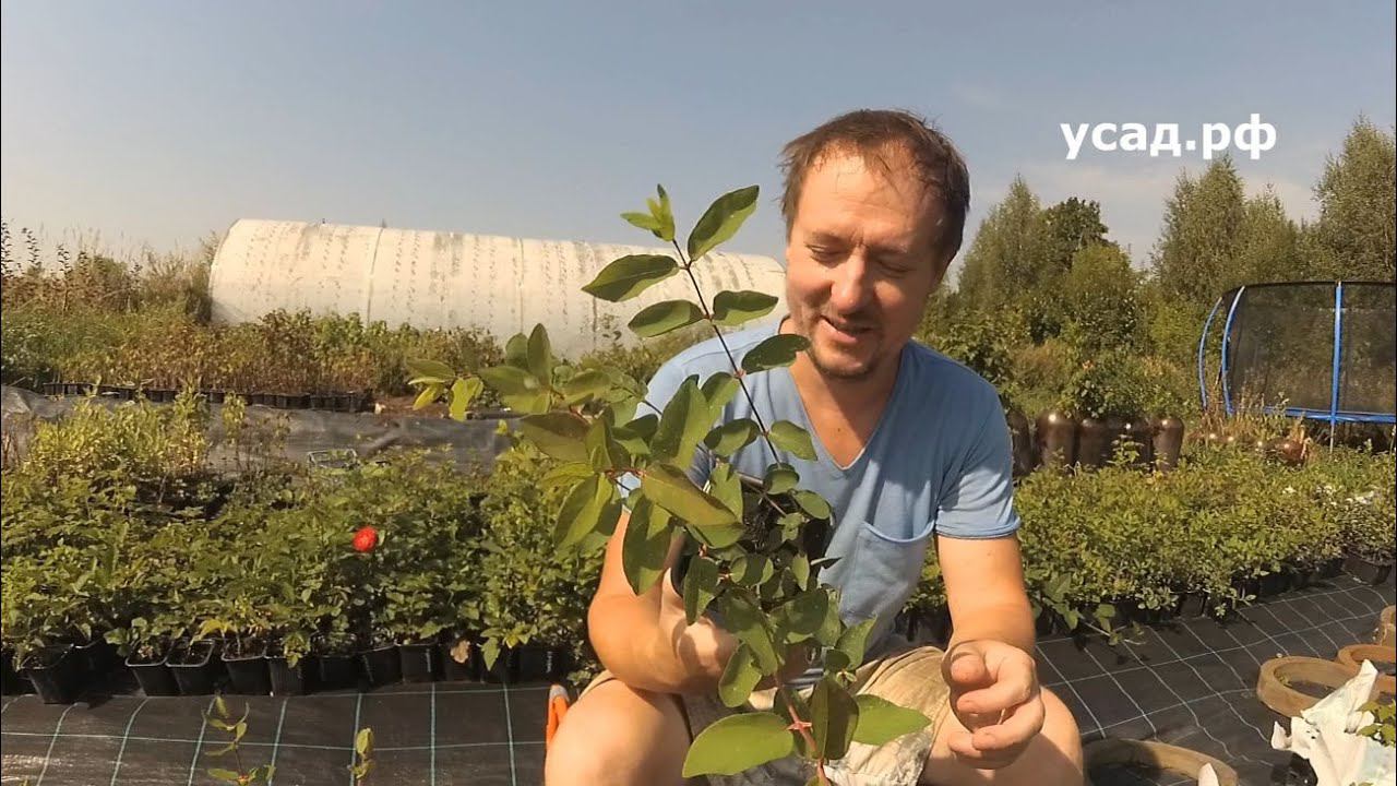 Теперь и вы узнаете это про ЖИМОЛОСТЬ смотреть онлайн