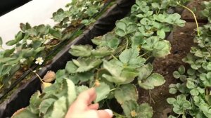 107/20 Малообъемка. Как выглядит клубника в декабре? Какие сорта пригодны для зимнего выращивания?