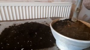 Оливковое дерево: пересадка