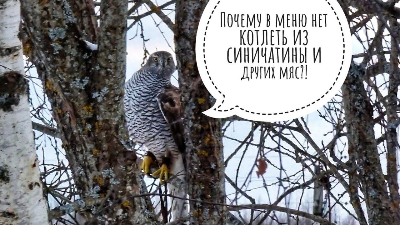 Ястреб Клюква бесит маленьких птичек в их Кафе. Ястреб, не еш, ухади!