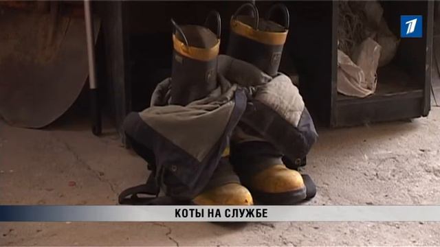 ПБК: Коты на службе смотреть онлайн