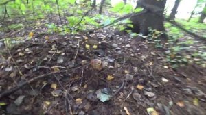 НИКОГДА НЕ ВИДЕЛ ЧТОБЫ ГРИБЫ ТАК РОСЛИ СБОР БЕЛЫХ ГРИБОВ 2020