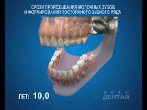 Сроки прорезывания зубов смотреть онлайн