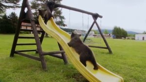 Задорные медвежата!