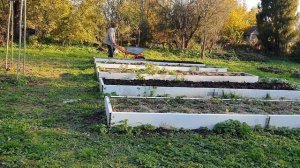 Личинка уничтожает растения на корню. Вредители огородных растений.