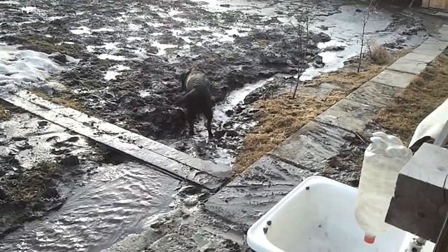 лабрадор и грязь смотреть онлайн