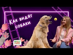 Играем с попугаем на планшете, а с котом в футбол и другие новости “Хвост Ньюс” #112