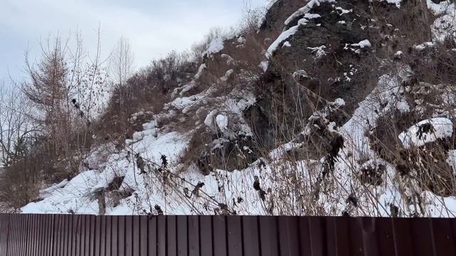 Тяжело на диете?Пеларгонии. смотреть онлайн