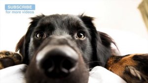 Anti Anxiety Music for Nervous or Stressed Dogs or Puppies, Help with Separation Anxiety