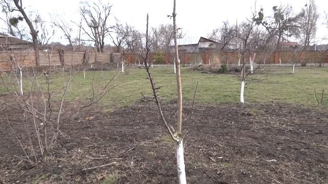 Обрезка яблонь колоновидных и слаборослых. Сроки обрезки.