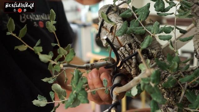 Alcornoque (Quercus suber): trabajo de madera, poda y alambrado - Nacho Salar смотреть онлайн