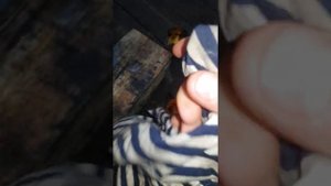 Разборка, чистка гидрокомпенсаторов (ina)БМВ М54