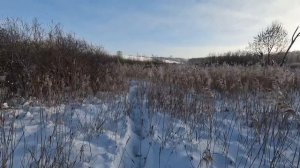 Охота на кабана в Новосибирской области