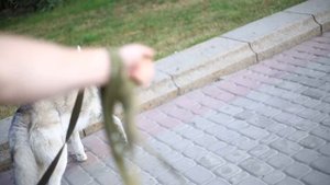 ЛАЙФКАК!!! Как отучить собаку тянуть поводок  |  Хаски тянет поводок