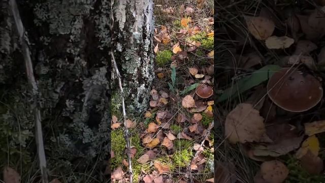 Поздние осенние белые грибы! Late autumn #boletusedulis #mushroomhunting #боровик #boletus смотреть онлайн